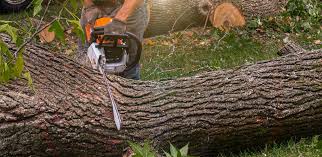 How Our Tree Care Process Works  in  Golf Manor, OH